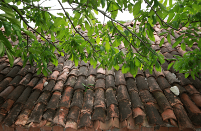 How to Prevent Roof Leaks by Trimming Overgrown Trees