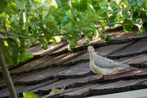 Roof Maintenance Tip: Trim Overhanging Branches